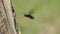 Carpenter bee flying into the cavity on wooden.