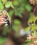 Carpenter Bee -Honeysuckle L