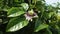 Carpenter Bee hovering over a granadilla flower.