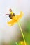 Carpenter bee on orange cosmos flower