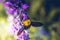 Carpenter Bee perched on the beautiful flowers in nature