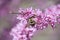 Carpenter Bee on Redbud Flowers