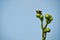 Carpenter Bee on a Wild Prairie Dock Flower Blud with Clear Skys in Background