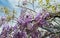 Carpenter bee & x28;Xylocopa Valga& x29; pollinate purple and lavender Wis