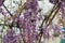 Carpenter bee & x28;Xylocopa Valga& x29; pollinate purple and lavender Wis