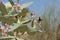 A Carpenter Bee xylocopinae violacea stops on a purple desert flower Sodom`s Apple