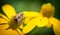 Carpenter Bee on a Yellow Flower
