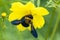 A carpenter bees collect honey from yellow cosmos