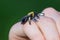 Carpenter bumble Bee sitting on a hand