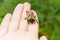 Carpenter bumble Bee sitting on a hand