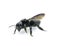 carpenter mimic leafcutter bee - Megachile xylocopoides - named for its superficial similarity to the carpenter bee genus Xylocopa