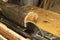 carpenter processes wood on an machine