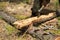 The carpenter removes the bark from the tree in a forest glade.