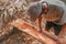 Carpenter works with hand tool a tree trunk. Worker on island of Bali sculpts a trough in a wooden beam. Heavy manual job