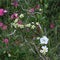Carpenteria plant in bloom  1