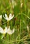 Carpenterworm with zephyranthes grandiflora 2