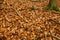 Carpet of Autumn leaves