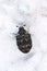 Carpet beetle Anthrenus (Dermestidae).