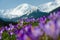 carpet of blooming crocuses in chocholowska valley in tatra mountains