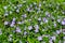 Carpet of blue periwinkle flowers in the meadow of fresh grass