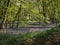 Carpet of bluebell flowers in woodland