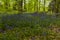 A carpet of bluebells beneath the newly sprouting tree leaves in a wood in Leicestershire