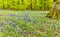 A carpet of bluebells bloom in an English wood in Leicestershire