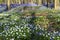 Carpet of bluebells in in Hallerbos wood, Belgium