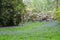 A carpet of bluebells and white flowering rhododendron bushes