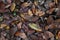 A carpet of brown fallen leaves. fallen leaves lie on the ground in the grass.