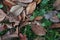 A carpet of brown fallen leaves. fallen leaves lie on the ground in the grass.