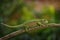 Carpet chameleon Furcifer lateralis, white-lined chameleon in forest habitat. Exotic beautiful endemic green reptile with long