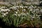 Carpet of Common snowdrops (Galanthus nivalis) on the edge of the wood forming a large blanket