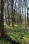 Carpet of daffodils in woodland sunny spring day