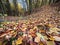 Carpet of fallen colorful autumn leaves in deciduous forest