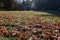 Carpet of fallen leaves from maples in pacific northwest in autumn