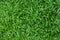 Carpet grass textured