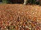 Carpet of Leaves in Autumn in November