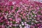 Carpet of mixed colorful flowers of Common Daisy- Monstrosa.