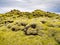 Carpet of moss,musk and lichen over the lava fields.