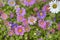 A carpet of multicolored flowers. Pale pink cosmea flowers on a flower bed. Lots of beautiful flowers