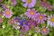 A carpet of multicolored flowers. Pale pink cosmea flowers on a flower bed. Lots of beautiful flowers