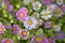 A carpet of multicolored flowers. Pale pink cosmea flowers on a flower bed. Lots of beautiful flowers