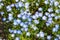 Carpet of Nemophila, or baby blue eyes flower