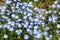 Carpet of Nemophila, or baby blue eyes flower