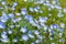 Carpet of Nemophila, baby blue eyes flower