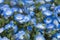 Carpet of Nemophila, or baby blue eyes flower