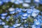 Carpet of Nemophila, or baby blue eyes flower