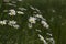 Carpet of ox-eye daisy Leucanthemum vulgare flowers on a summer glade. Carpet of summer flowers in the meadow. Mass flowering of