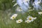 Carpet of ox-eye daisy Leucanthemum vulgare flowers on a summer glade. Carpet of summer flowers in the meadow. Mass flowering of